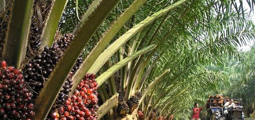 Пальмовое масло: вред и польза Как делают пальмовое масло на заводе