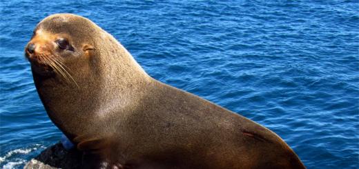 Vedecké fakty o kožušinových tuleňoch: sú naozaj také roztomilé?
